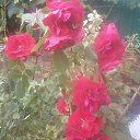 ���� ��������, ����� - ��������� 3 ����� 2014 � ������ ��฻