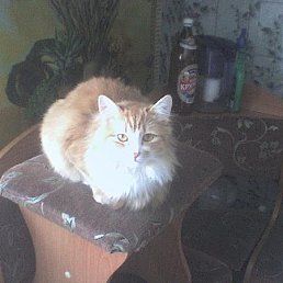 ���� ��������, �������, 58 ��� - ��������� 6 ������� 2013