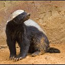 ���� V, ���������, 51 ��� - ��������� 20 ������� 2013