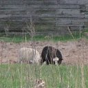 ���� ����, �����������, 38 ��� - ��������� 17 �������� 2013 � ������ �������