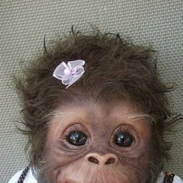 ���� �a���, �������, 51 ��� - ��������� 8 ������� 2014