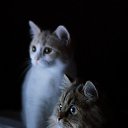 ���� �����, ������, 49 ��� - ��������� 19 �������� 2013 � ������ ���� ����������