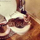  , , 71  -  5  2014     ...