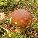  Svetlana, , 59  -  12  2014   )