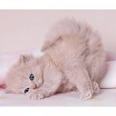 ���� Dayana, ��������, 24 ���� - ��������� 7 ������� 2013