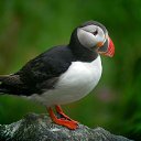  Puffin, , 44  -  24  2014    