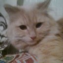 ������ �� ������� ���� ������� ������