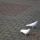 ���� ����, ����������, 52 ���� - ��������� 12 ������ 2013 � ������ �������