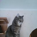 ���� �������, ���������, 44 ���� - ��������� 20 ������� 2013