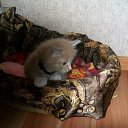  , -, 56  -  10  2013