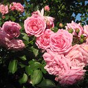 ��� ������� ���� �� ������� ���� ����������