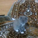  Artem, , 32  -  12  2013    