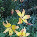 ���� �������, ���������, 65 ��� - ��������� 12 ������� 2013 � ������ ���� ����������