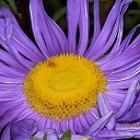 ���� �������� ��������, �����-��������, 51 ��� - ��������� 20 �������� 2013 � ������ ������...�