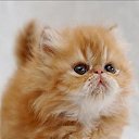 ���� �����, ������ - ��������� 1 ������ 2014