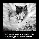 ���� Volf, ������ - ��������� 24 ������� 2014 � ������ ���� ����������