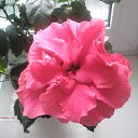 ���� Elena, ������� - ��������� 9 ������� 2013 � ������ ���� ����������