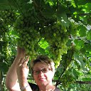 ���� �����, ��������������, 66 ��� - ��������� 1 ������� 2013 � ������ ���� ����������