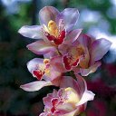  Loseff Yurij, , 63  -  29  2013        