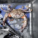 ���� Igor, ���������, 54 ���� - ��������� 12 ������� 2013 � ������ ���������� ����� 2013�