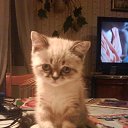 ���� Natasha Migurenko, �����-���������, 50 ��� - ��������� 19 ������� 2013 � ������ �������