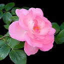 ���� �������!!!����������, ����-���, 68 ��� - ��������� 15 ������� 2014 � ������ ������ ��������