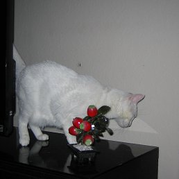 ���� Maxx, ����-���������, 45 ��� - ��������� 24 ������� 2013