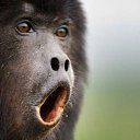 ���� �����, ������, 54 ���� - ��������� 25 ������� 2014 � ������ �FunnyAnimals�