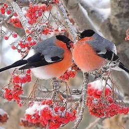 ����, ������� ��������