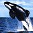 ���� Kasatka-���!, ������, 55 ��� - ��������� 2 ������ 2014