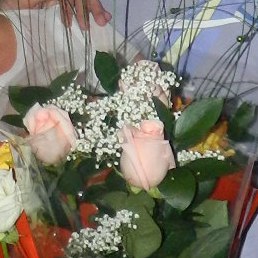 �����, ������, 66 ���