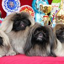 ��� ��������