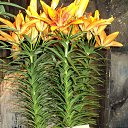 ���� Tim, ��������� - ��������� 25 ������ 2013 � ������ �������