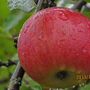 ���� ����, ����������� - ��������� 8 ������� 2013 � ������ ��� �����