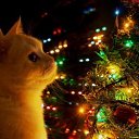 ���� �����, �����-��������� - ��������� 31 ������� 2013 � ������ ���� ����������