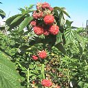 ���� ����������, ������ ����� - ��������� 17 ������� 2014 � ������ ���� ����������