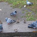 ���� ����� ���������, �����-��������� - ��������� 28 ������� 2014