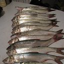  Mitryai, , 49  -  3  2014    