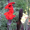 ������� ����� �� ������� ���� ����������