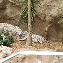 ���� �������, �����-���������, 45 ��� - ��������� 11 ������ 2013 � ������ ���� ����������