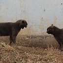 ������... �� ������� �����������,���������...�