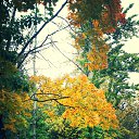  , , 36  -  28  2013   )