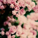 ���� ����������, ����������, 26 ��� - ��������� 10 ����� 2014 � ������ ������ ��������