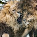  *~~*, , 46  -  28  2014    