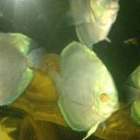 ���� ��������, ������ ��������, 52 ���� - ��������� 12 ������� 2014 � ������ ������ ��������