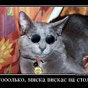 ���� ������, ������, 51 ��� - ��������� 28 ������ 2014 � ������ ���� ����������