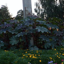 �������, ������