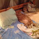 ���� ������, �������, 57 ��� - ��������� 29 ������� 2013