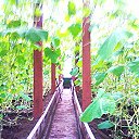 ���� �������� ���������, ����, 83 ���� - ��������� 7 ������� 2013 � ������ �����