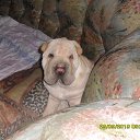 ���� !!!������!!!, �����������, 52 ���� - ��������� 24 �������� 2013 � ������ ����-��� ���)))�